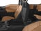 2017 Ford F-150 Limited